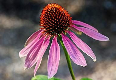 Echinacea ua haujlwm li cas ntawm Antioxidant?