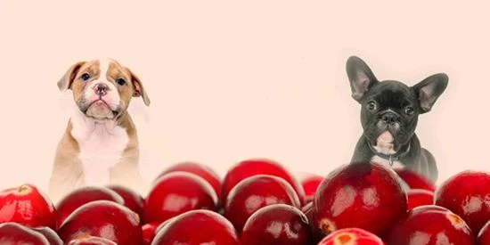 Cov dev puas tuaj yeem muaj Cranberry Extract?