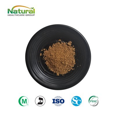 Lion's Mane Extract Powder